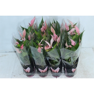 ANTHURIUM LILLI P09 PREMIUM