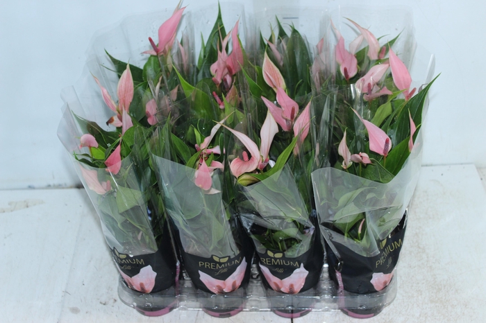 <h4>ANTHURIUM LILLI P09 PREMIUM</h4>