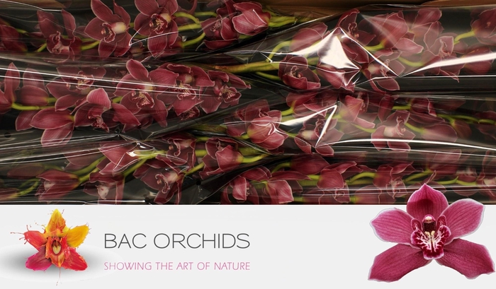 <h4>CYMB T RED ROCK</h4>