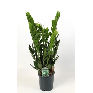 Zamioculcas zamiifolia