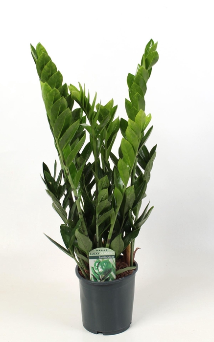 <h4>Zamioculcas zamiifolia</h4>