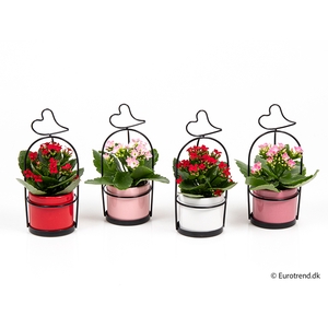 KALANCHOE BLOSSF p6 E 2605