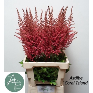Astil C Coral Island