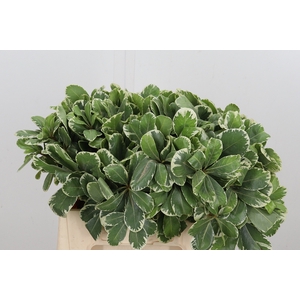 Pittosporum Ilan