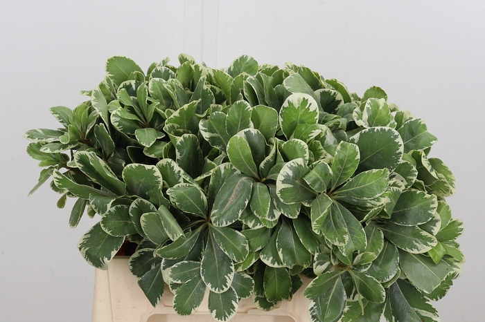 <h4>Pittosporum Ilan</h4>