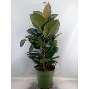 Ficus elastica 'Robusta'