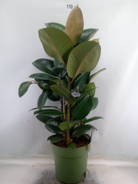 <h4>Ficus elastica 'Robusta'</h4>