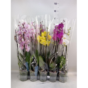 Phalaenopsis   ...mix  5