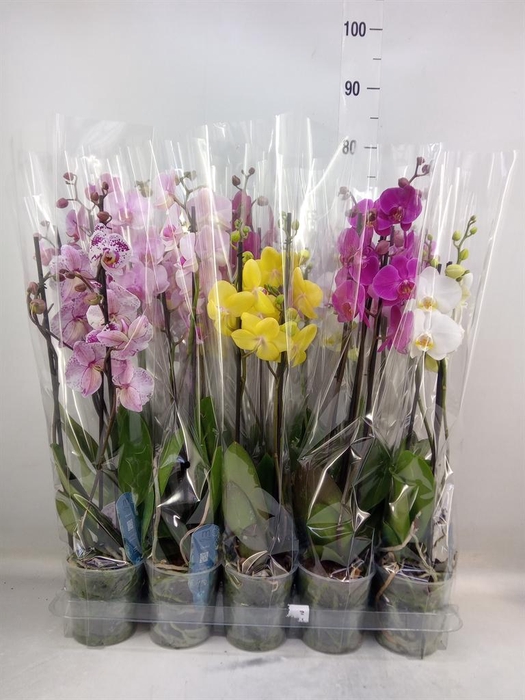 <h4>Phalaenopsis   ...mix  5</h4>