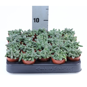 Delosperma echinatum