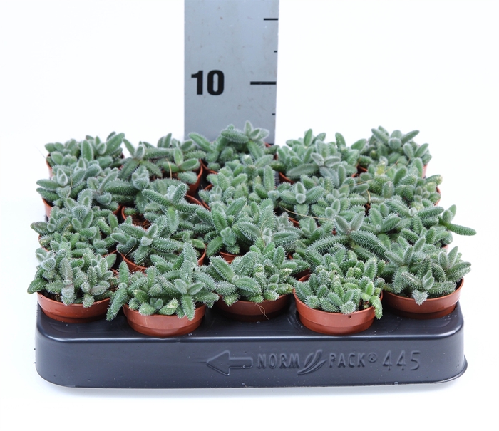 <h4>Delosperma echinatum</h4>