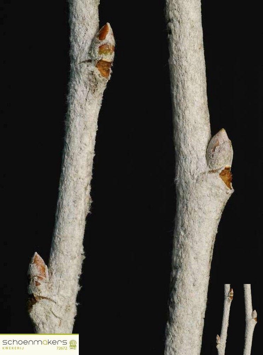 POPULUS ALBA