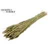 Triticum per bunch Antique Green
