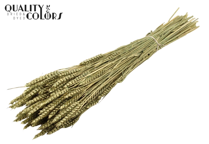 Triticum per bunch Antique Green