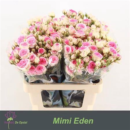 <h4>R Tr Mimi Eden</h4>