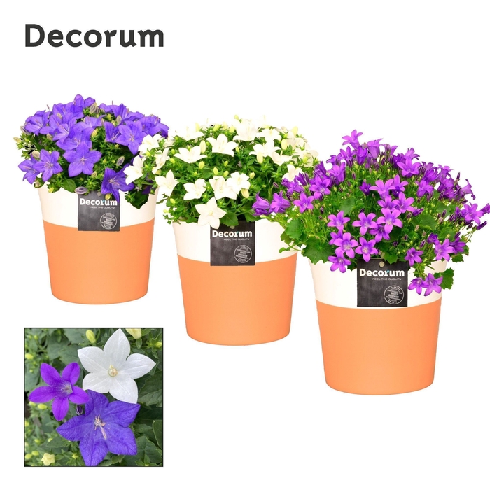 <h4>Campanula Mix Decorum Terra Cotta</h4>