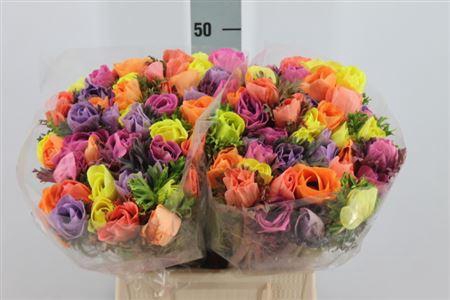 <h4>Anemone Poeder Mix</h4>