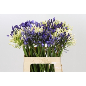 Agapanthus Mix
