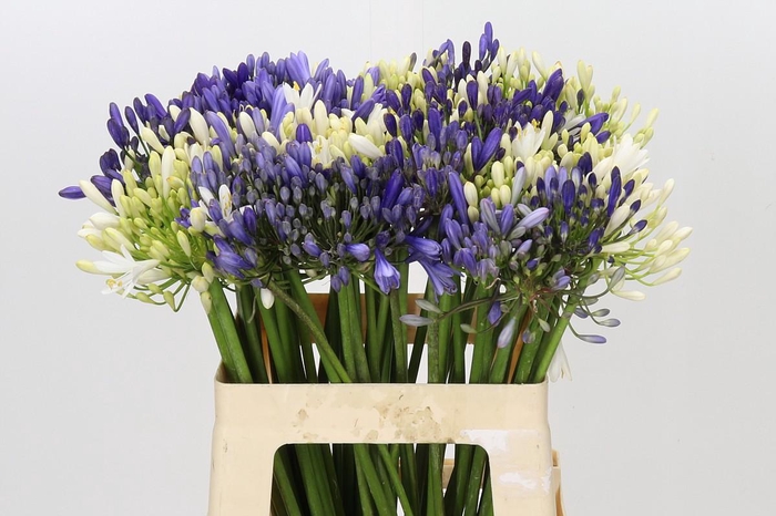 <h4>Agapanthus Mix</h4>