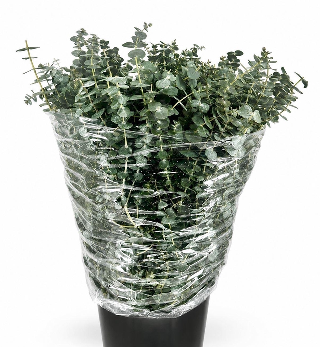 <h4>EUCALYPTUS  'BABY BLUE'</h4>