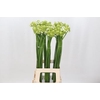 Ornithogalum saundersiae