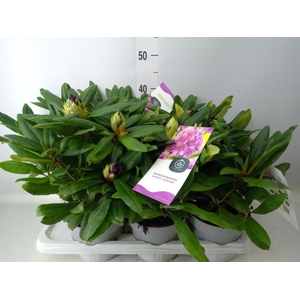 Rhododendron   ...