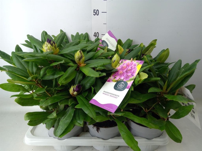 <h4>Rhododendron   ...</h4>