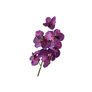 Vanda Orchid Purple