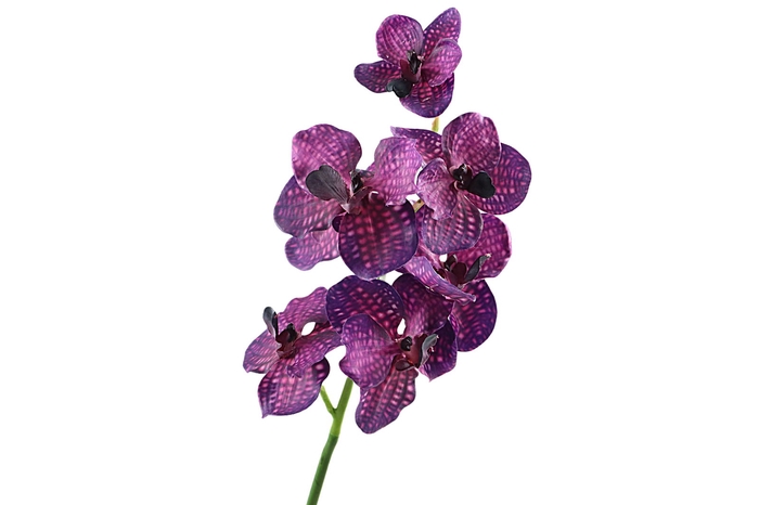 <h4>Vanda Orchid Purple</h4>