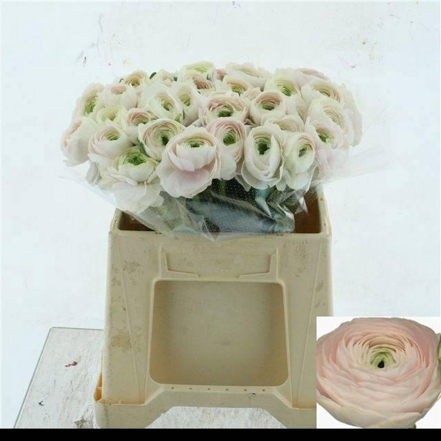 <h4>RAN SU HANOI</h4>