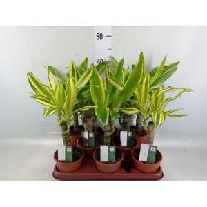 Dracaena frag.   ...mix 3