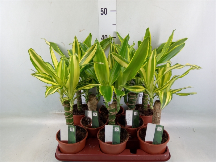 <h4>Dracaena frag.   ...mix 3</h4>