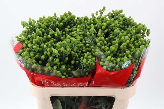 <h4>Hypericum andr. 'Jungle Romance'</h4>