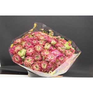 Cl Pon-pon Malva Xxl