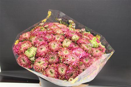 <h4>Cl Pon-pon Malva Xxl</h4>