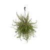 ALECRIM C21 PENDENTE