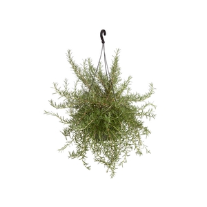 ALECRIM C21 PENDENTE