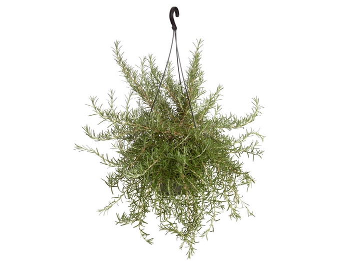 <h4>ALECRIM C21 PENDENTE</h4>