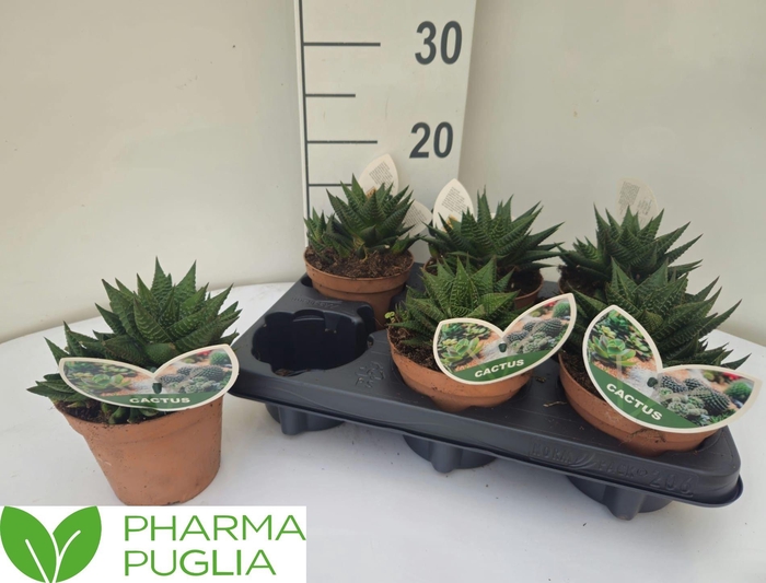 <h4>ECHEV PURPLE PEARL</h4>