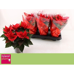 EUPHOR P CHR UNIVERS