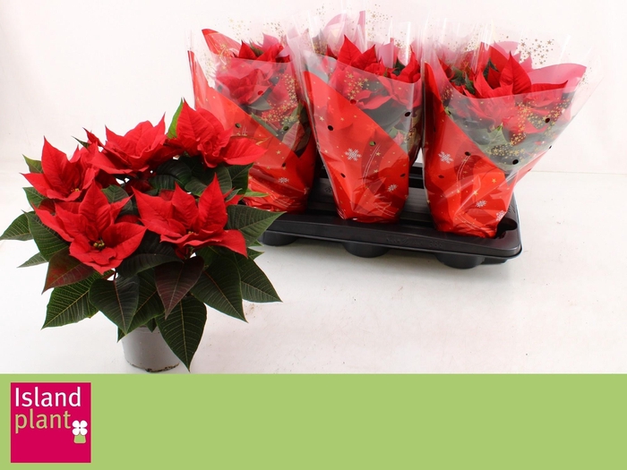 <h4>EUPHOR P CHR UNIVERS</h4>