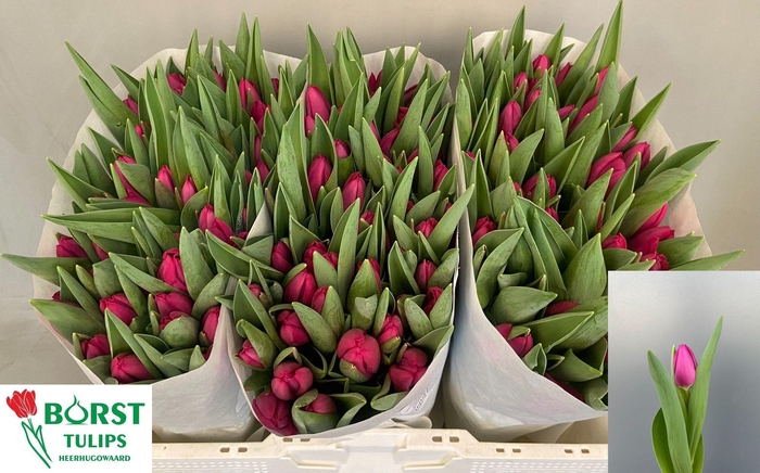 <h4>TU EN PINK ARDOUR</h4>