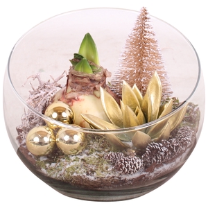 Opm Christmas Arr. Amaryllis Glass Bowl