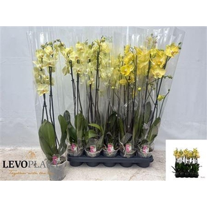 Phal Ov Geel 2 Branches 16+