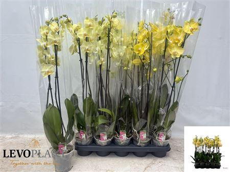 <h4>Phal Ov Geel 2 Branches 16+</h4>