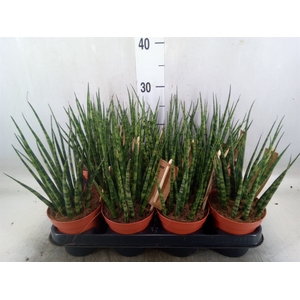 Sansevieria  'Fernwood'