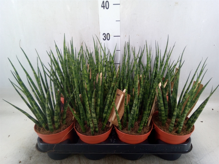 <h4>Sansevieria  'Fernwood'</h4>