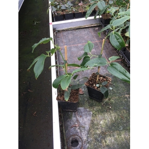 Clematis armandii 'Snowdrift' P9 Full CC