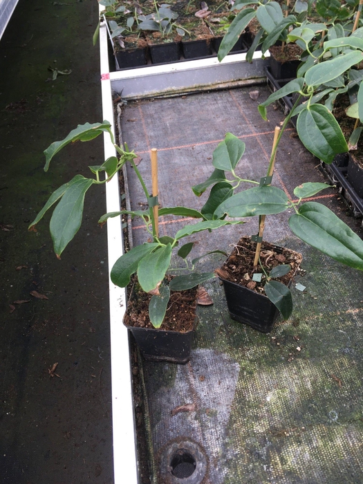 <h4>Clematis armandii 'Snowdrift' P9 Full CC</h4>