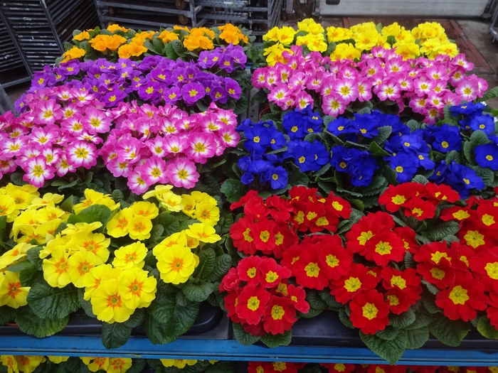 <h4>PRIM AC MIXK</h4>